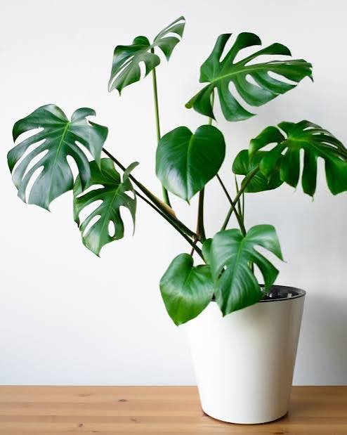 Buddha's Tears Peace Lily Plant